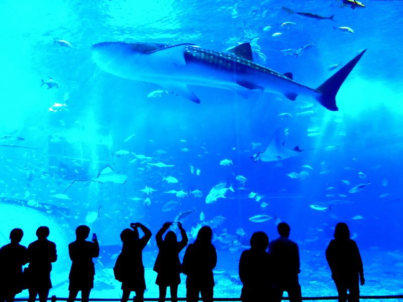 東京のおすすめ水族館ランキングtop6！大人のデートにも最適なスポットはここ！