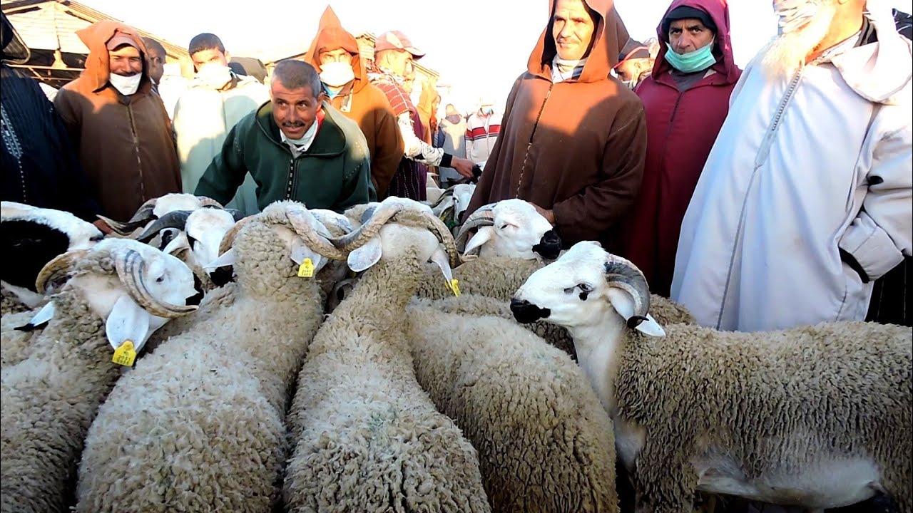 أسعار “كَبْش” العيد تلتهب في الجهة الشرقية.. فرحة الكَسَّابْ وحسرة المُواطن