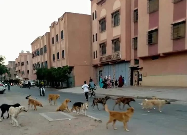 عضات مجموعة من الكلاب الضالة تُنْهِي حياة مواطنة أجنبية من جنسية فرنسية