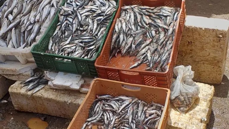 تَمُرُ تحت أعين الجهات المختصة.. أسماك متعفنة تباع في سوق السمك بوجدة