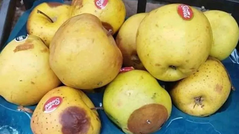 بسبب سعرها المرتفع.. فساد وكساد الفاكهة عند تجار الخضر والفواكه