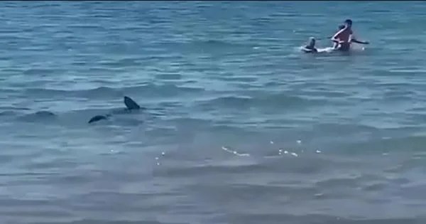 سمكة قرش تثير رعب المصطافين بأحد أشهر شواطئ إسبانيا “فيديو”