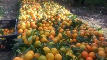 فاكهة غير ناضجة في الأسواق تُشَكل مخاطر صحية على المستهلكين