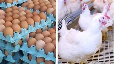 “خليه يفقس” حملة تدعو إلى الامتناع عن اقتناء البيض طيلة شهر رمضان بعد ارتفاع سعره