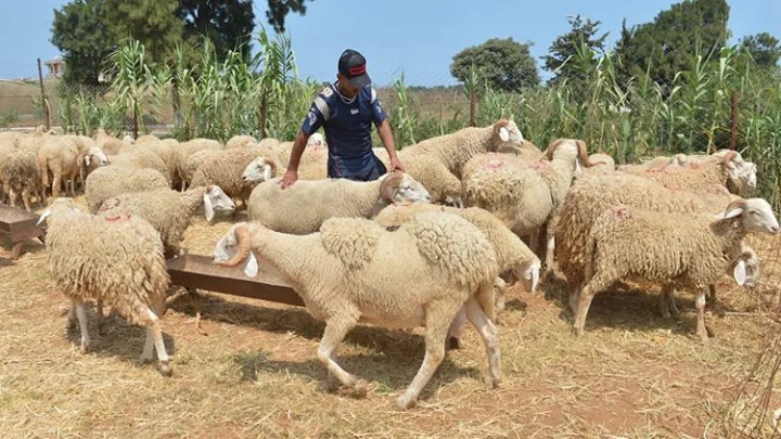 تجنبا للغلاء وزحمة العيد.. مواطنون  “يُبكّرون” في شراء الأضاحي