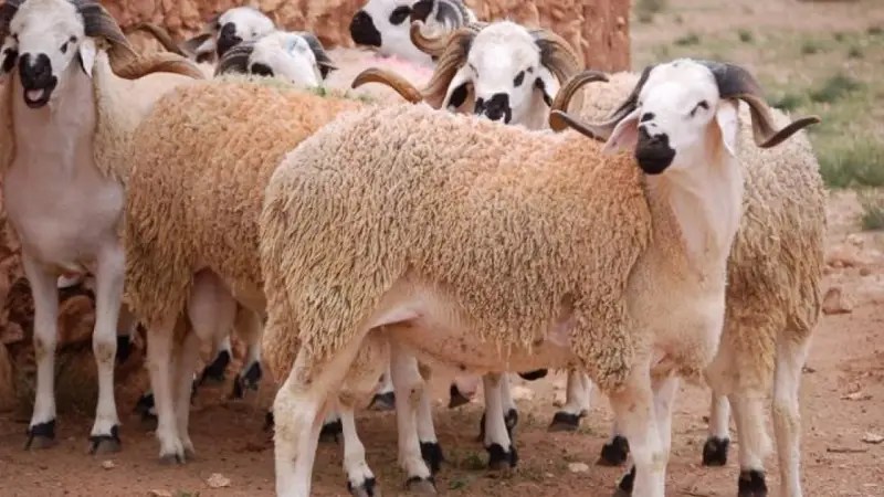 وزير الفلاحة يخرج عن صمته بخصوص إلغاء عيد الأضحى