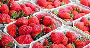 بعد التحذير من تلوثها ب“بوصفير”.. “لونسا” الفواكه الحمراء في المغرب تخضع لرقابة صارمة تضمن سلامتها