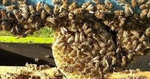 سرب نحل غاضب ينهي حياة طفل