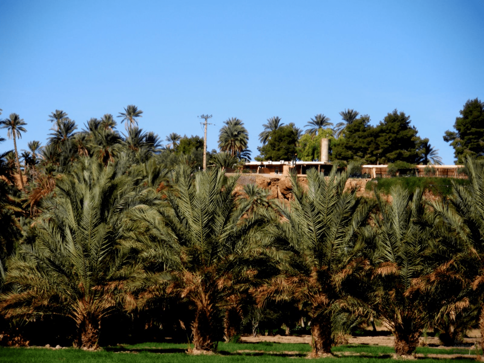 فجيج بين ازيزا النادرة والتربية العزيزة.. حكاية واحة لا تموت