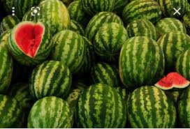 متى يصبح البطيخ ساما و خطيرا؟