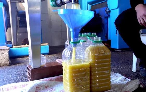 خلط مواد مجهولة بزيت الزيتون وبيعها بأثمنة مغرية