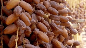 واحة فكيك تستعد لإنتاج أكثر من 10 آلاف طن من التمور خلال الموسم الحالي