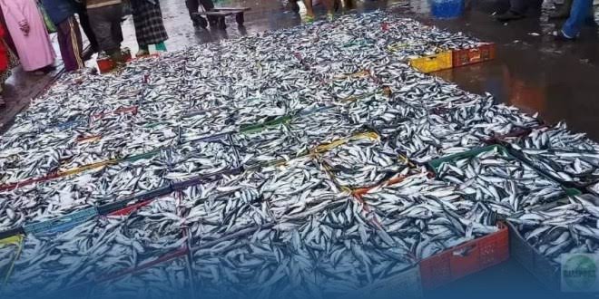 رغم توزيع ما يقارب 4600 صندوق من السمك أسبوعيًا بوجدة.. أسعار السمك لمن استطاع إليه سبيلا