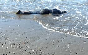 جثة مواطن جزائري تستنفر مصالح الأمن