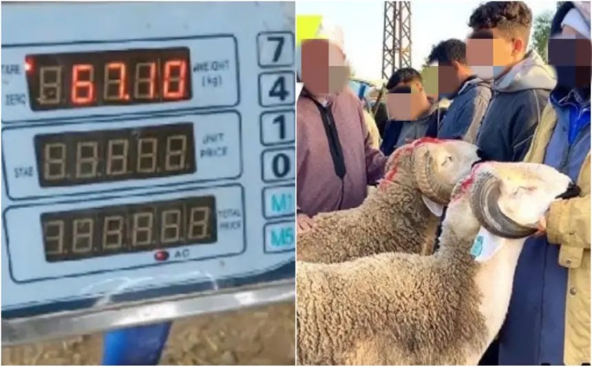 للقضاء على الشناقة.. حملة رقمية في المغرب لبيع الأضاحي بالميزان