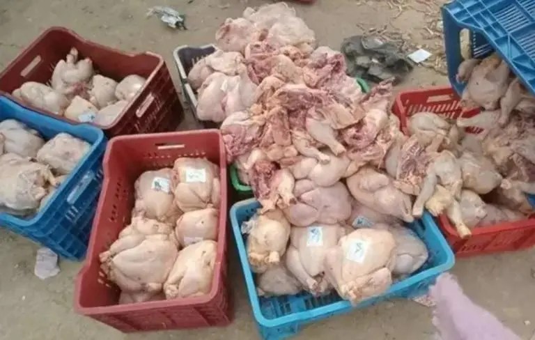 حجز طن من الدجاج الفاسد ببركان وتفكيك مجزرة سرية للذبيحة غير الخاضعة للمراقبة