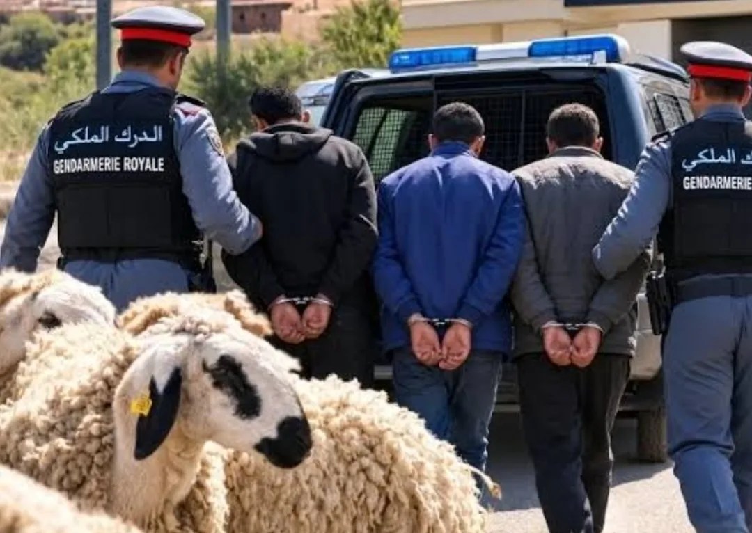 تفكيك عصابة متخصصة في سرقة المواشي من منطقة أهل أنجاد ضواحي وجدة