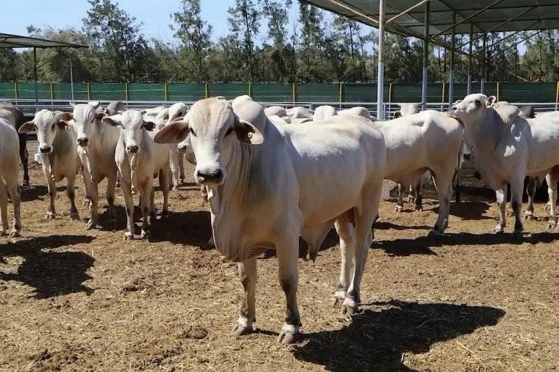 الجاموس البرازيلي في الأطباق المغربية لتأمين حاجيات المغاربة من اللحوم الحمراء