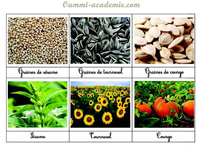 Les Graines Et Les Plantes Page De Garde Maternelle BOTANIQUE : DE LA GRAINE A LA PLANTE… – Oummi-academie