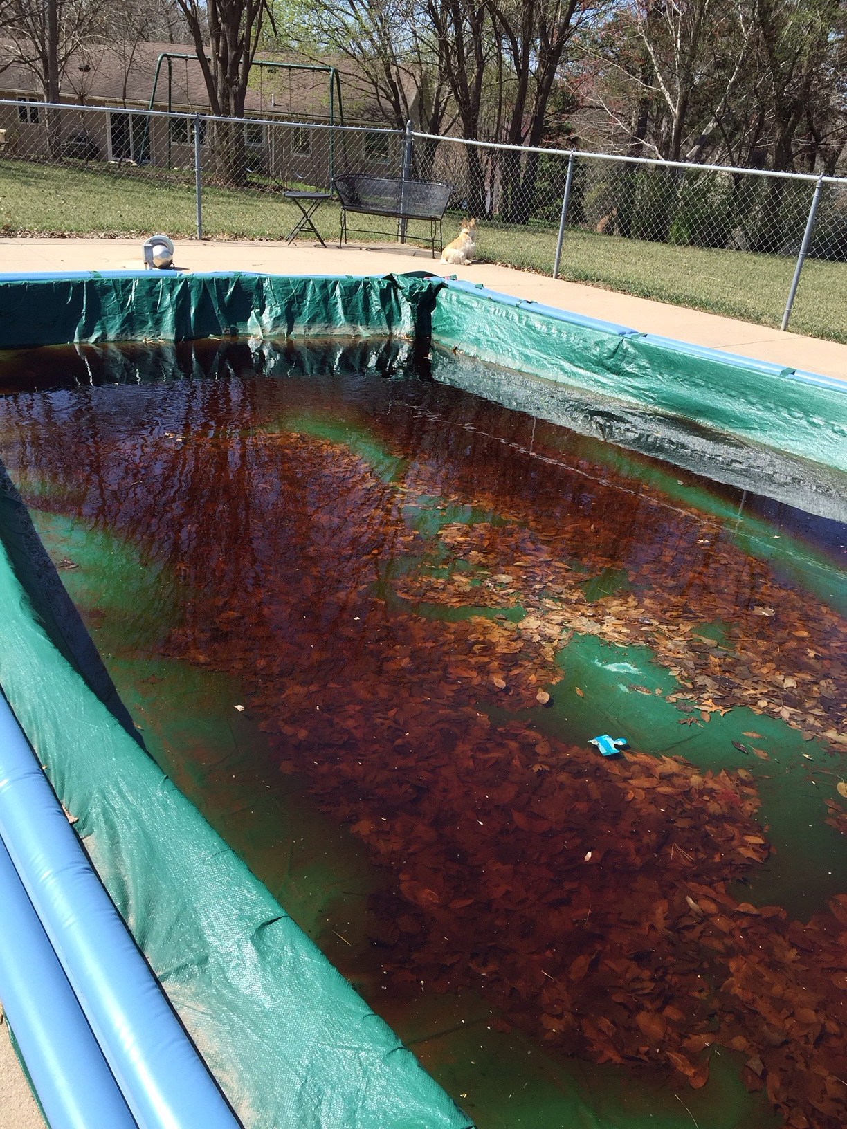 Our Atomic Ranch | A journey to honor the best of the past and create ...