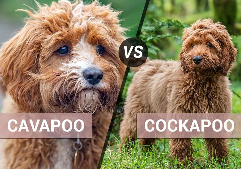 Cavapoo Versus Cockapoo Key Similarities And Differences - Premium Space Image Gallery - Full HD