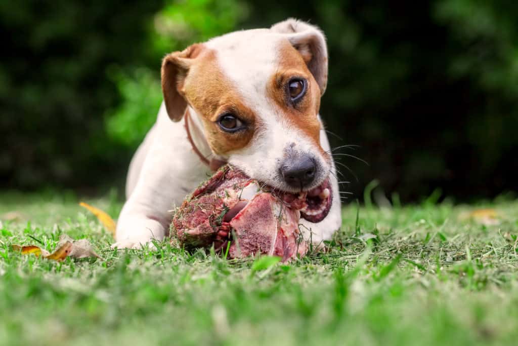 Can Dogs Eat Raw Meat Our Dog Breeds Dogs Eat Raw Meat 