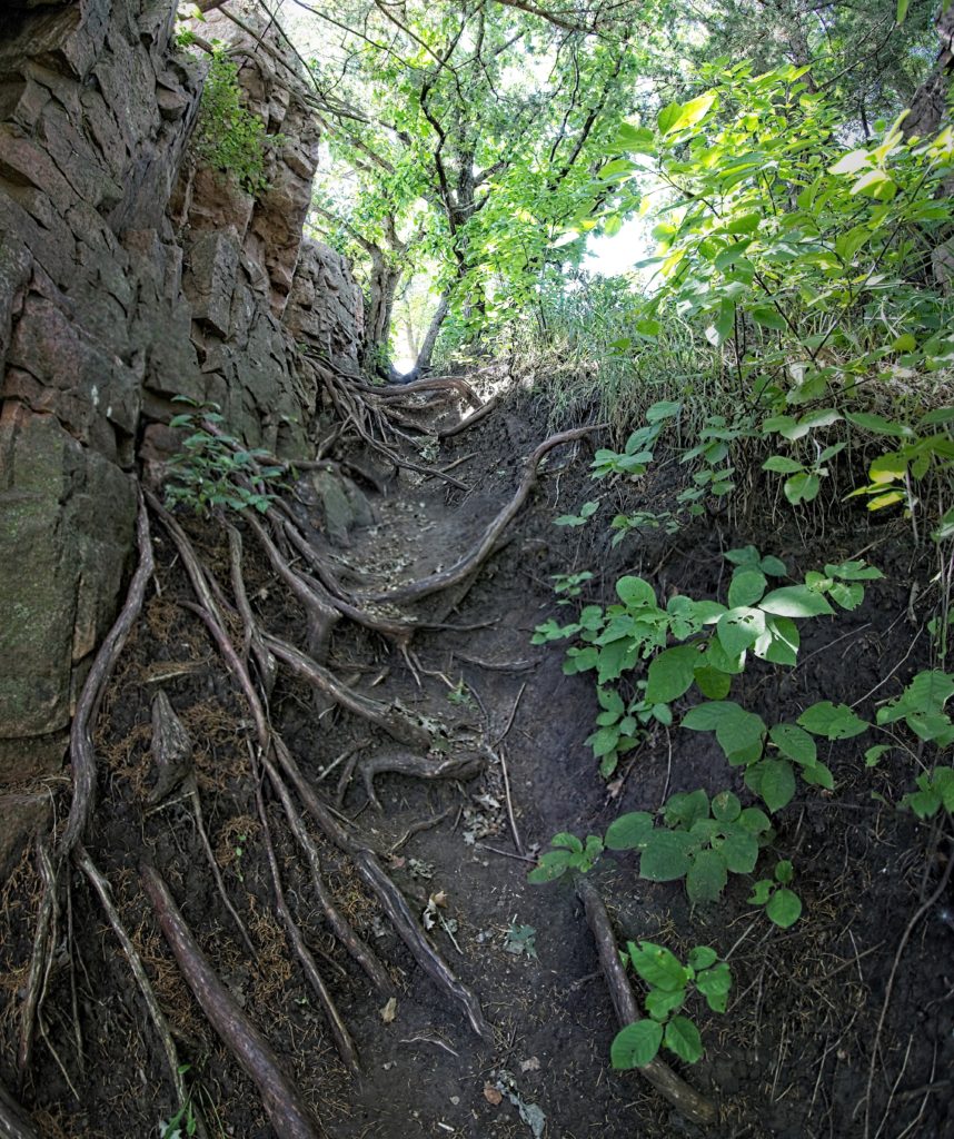 Exploring the Beautiful South Dakota State Parks 25 25 tree-roots-emerging-through-rocks-palisades-state-park-south-dakota