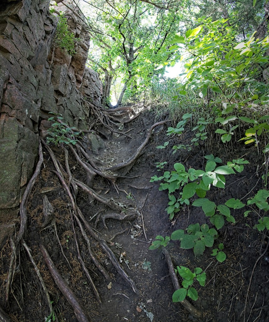 tree-roots-emerging-through-rocks-palisades-state-park-south-dakota