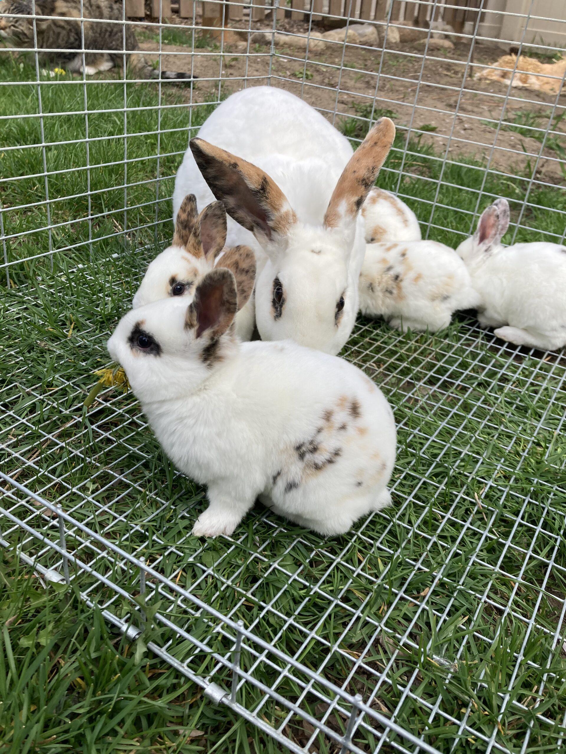 Standard Rex rabbits can be a great addition to your backyard rabbits. 