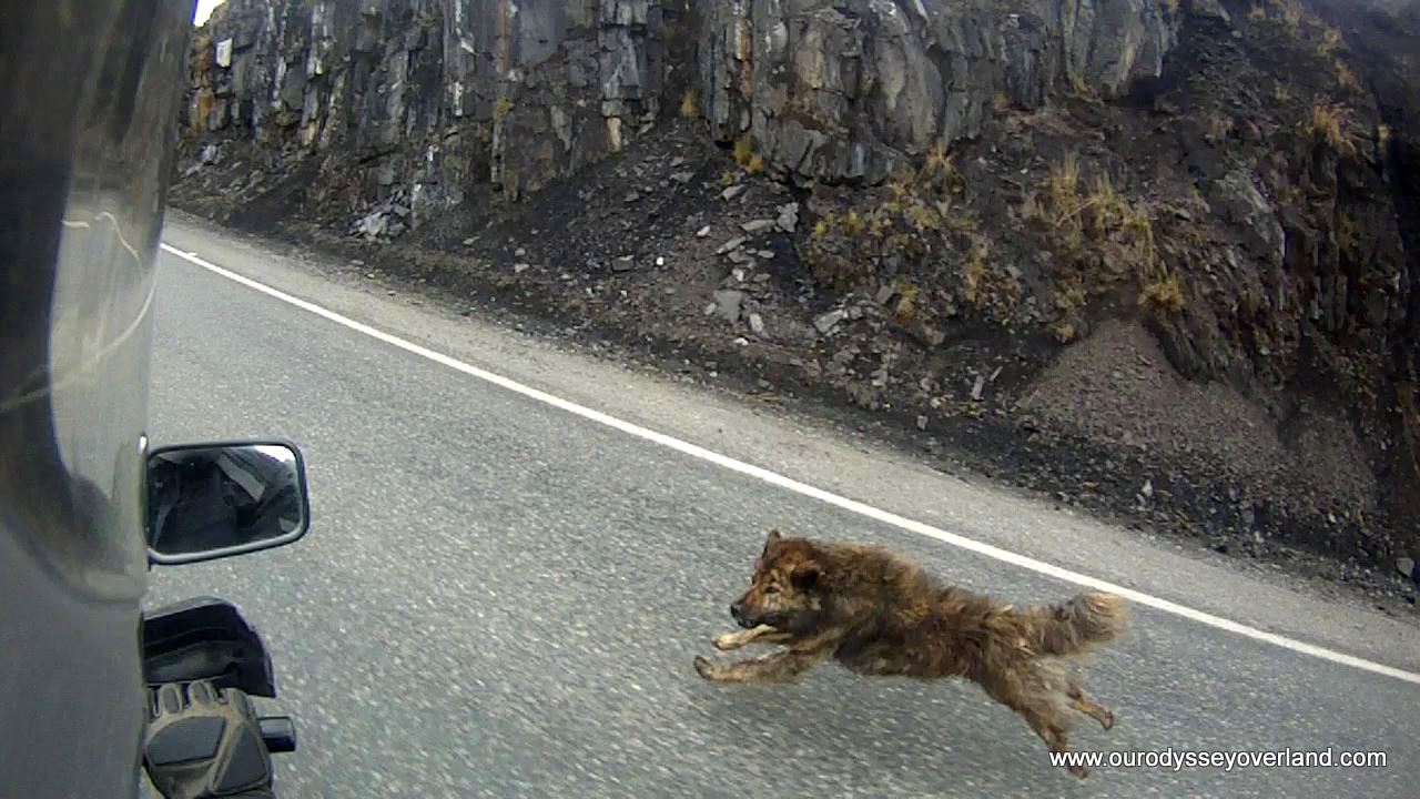 As soon as we crossed into Peru, the dogs became vicious car chasers. Just as odd, this stopped when we entered Ecuador.