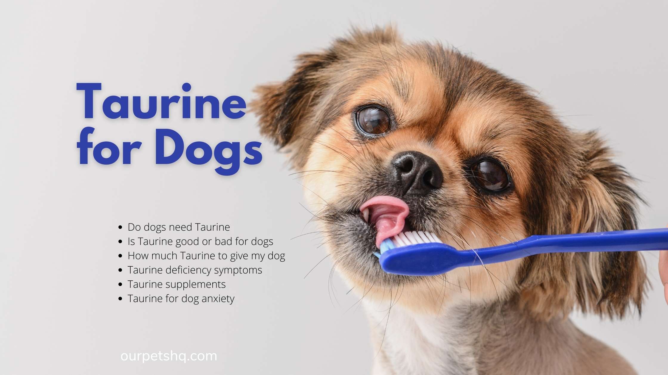 Taurine for Dogs (Uses, Benefits and Deficiency Symptoms) OurPets HQ