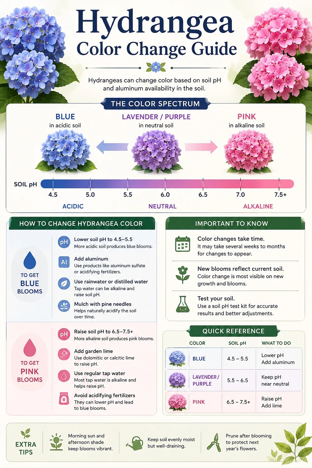 Hydrangea Color Change Guide