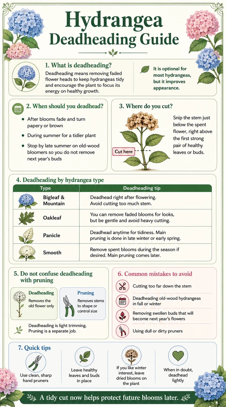 Hydrangea Deadheading Guide