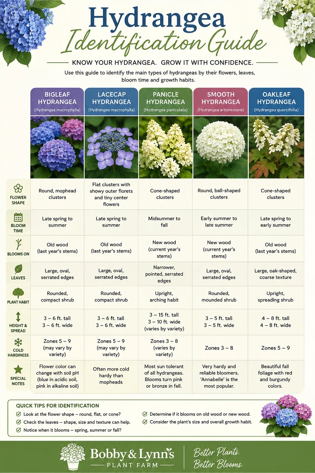 Hydrangea Identification Guide