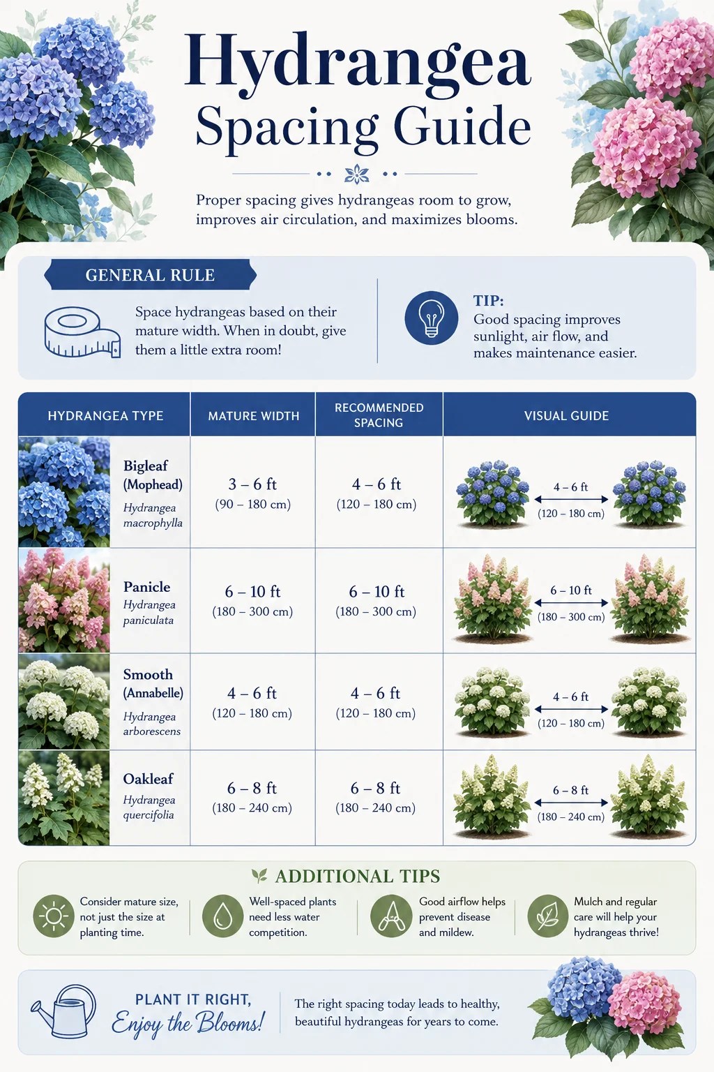 Hydrangea Spacing Guide