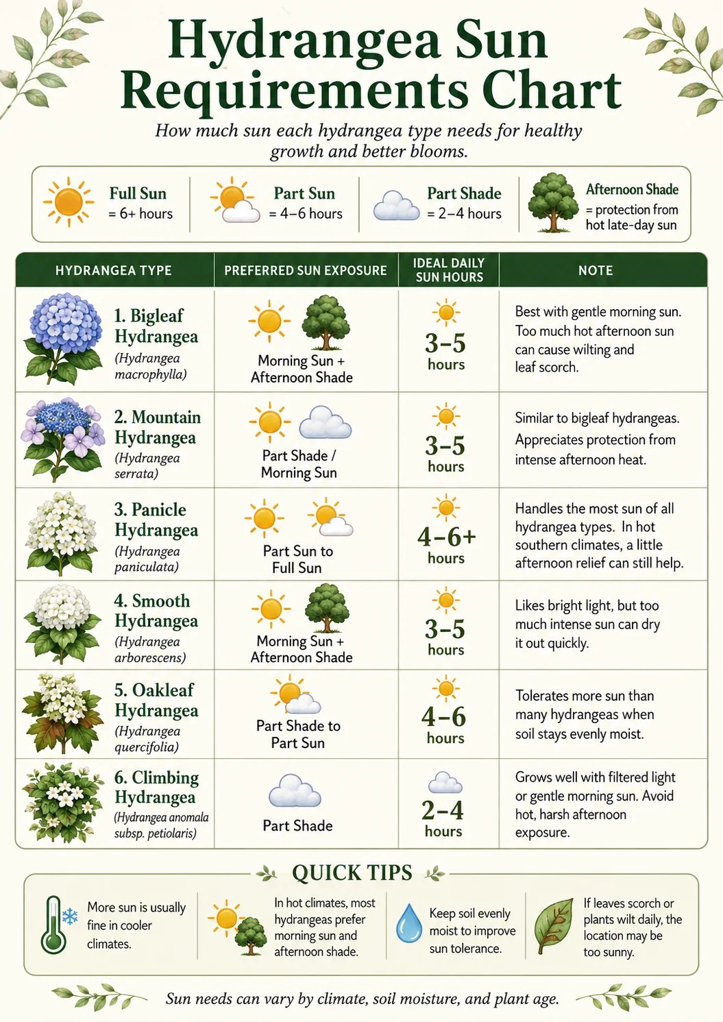 Hydrangea Sun Requirements Guide