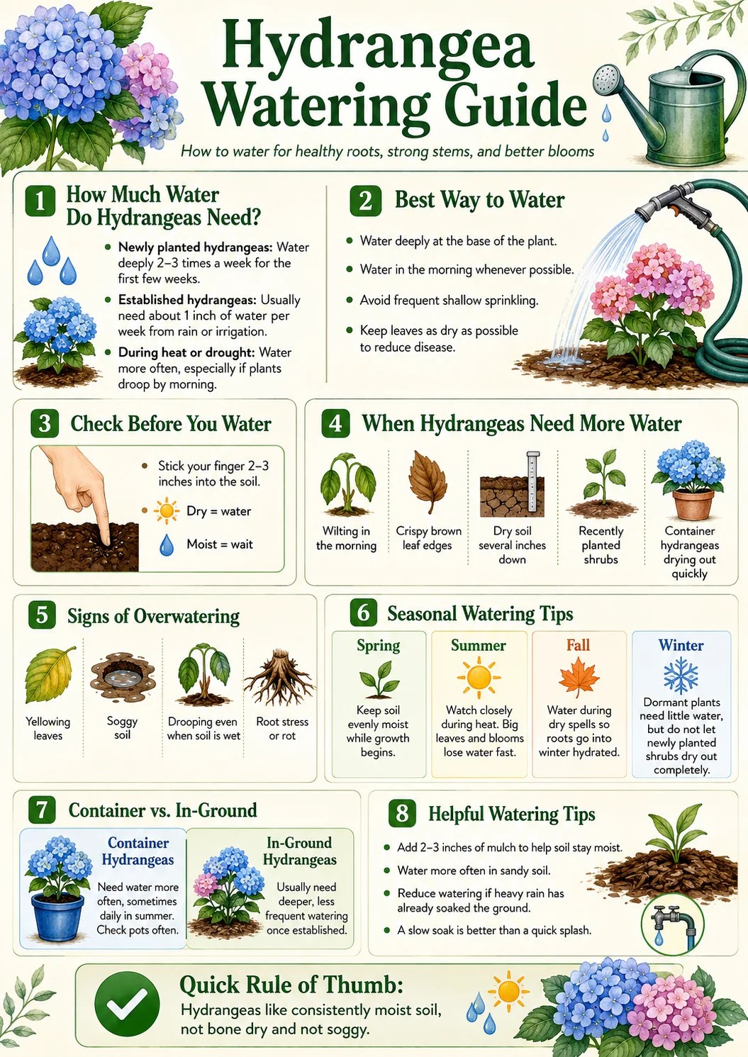 Hydrangea Watering Guide