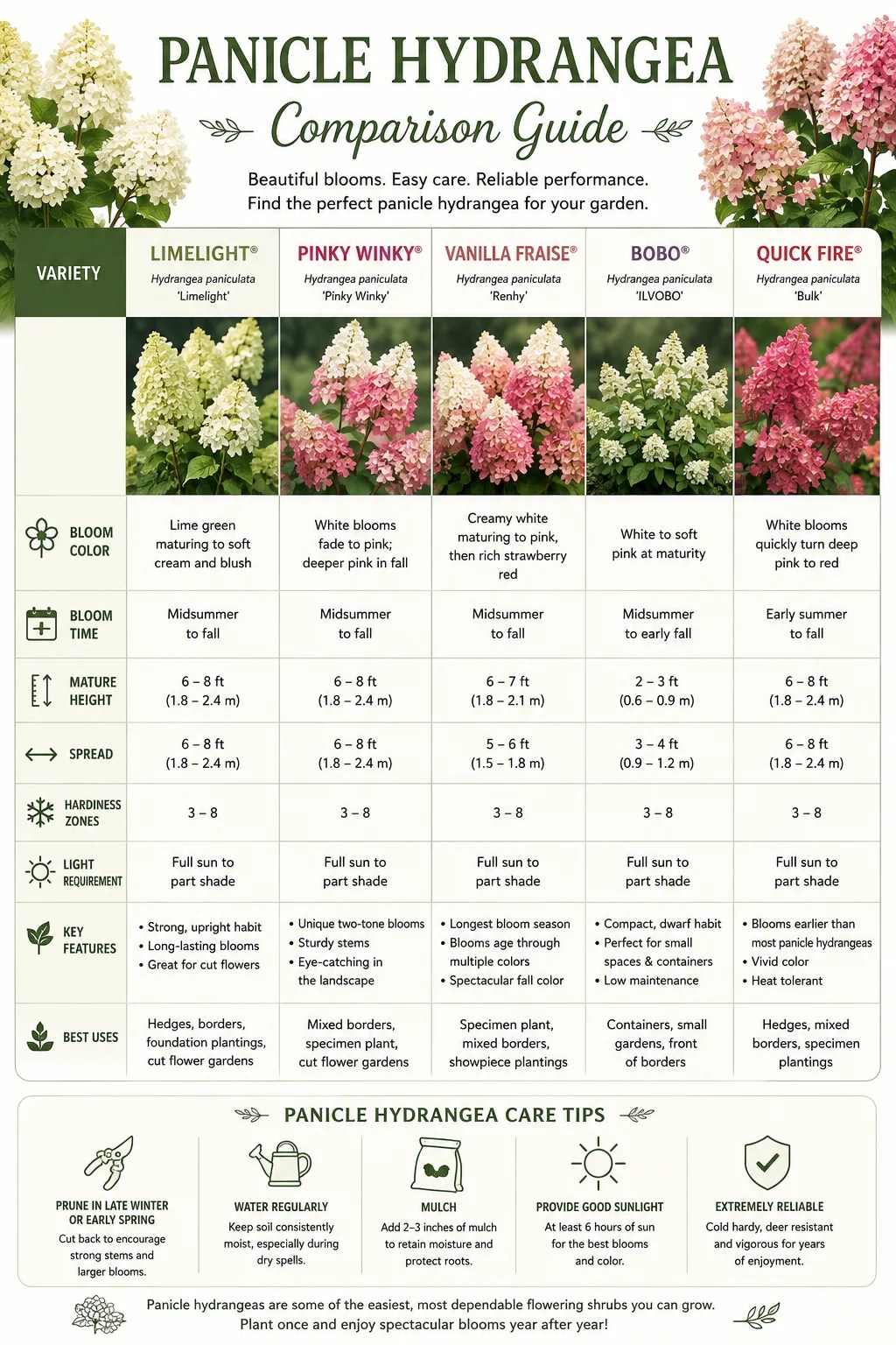 Panicle Hydrangea Comparison Guide
