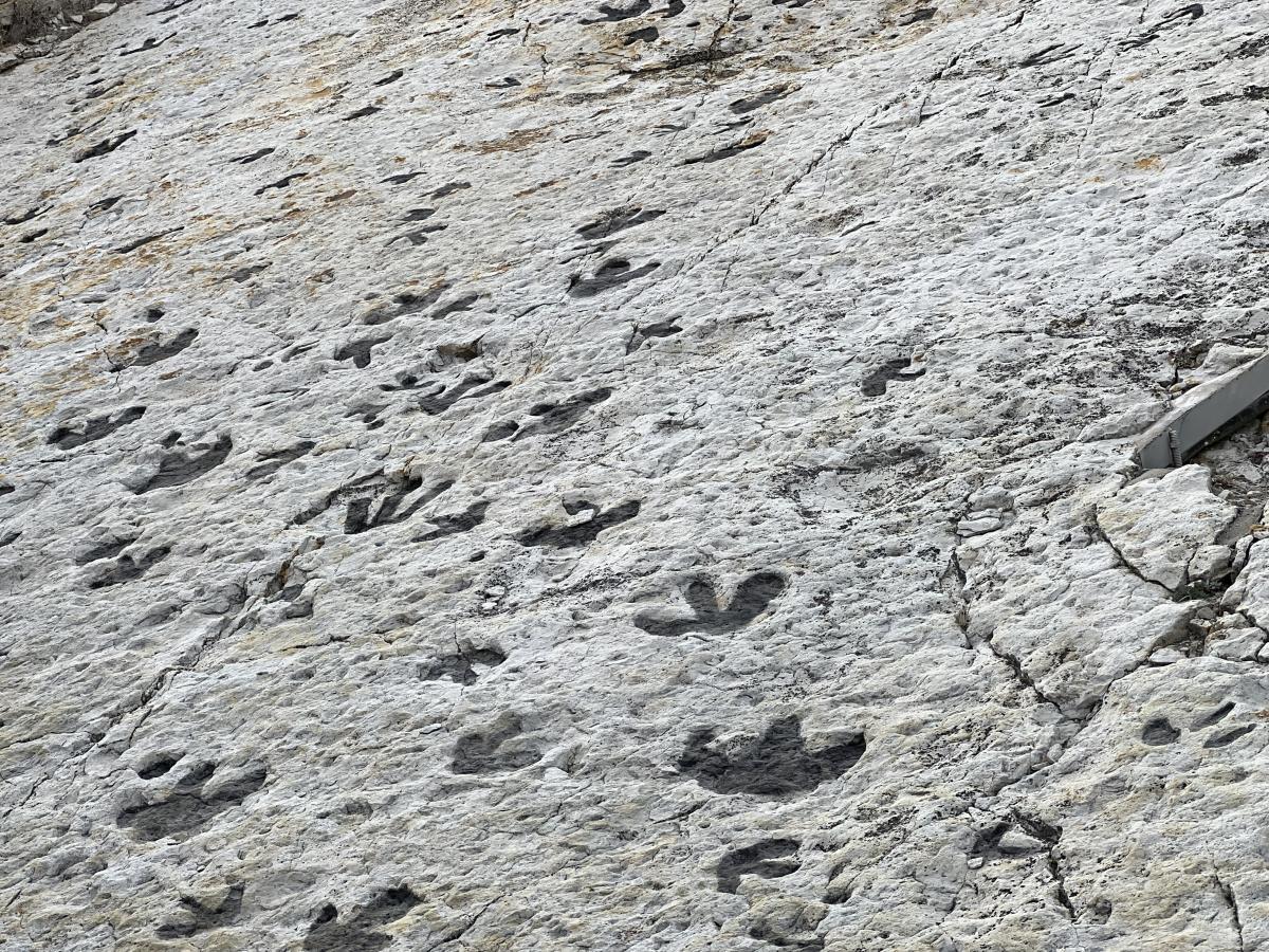 Dinosaur Ridge Tracks