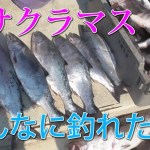 【釣り】サクラマス！ホッケ！爆釣で大漁！！後編