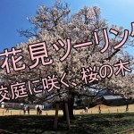お花見ツーリング！校庭に咲く桜の木！？
