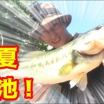 真夏の野池でデカバス釣り！