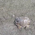 へっぽこキャンプ　新潟県粟島浦村の内浦キャンプ場にて