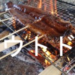 アウトドア・釣り始めます。海に珍客来ました