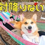 ハンモックが気に入って降りるとキレるコーギーとキャンプが楽しい♪