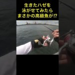 生きたハゼを泳がせると高級魚が釣れた⁉︎