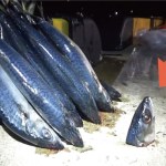 泳がせ飲ませ釣りを超える餌【極秘】夜に車を横づけできる堤防から巨大魚が食ってきた