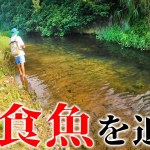 生活用水路に潜む幻の肉食魚が釣れました！