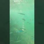 釣り！シュノーケル！夏の宗像市「地島 」リポート