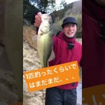 玉川ダムをタイキック👣　　　　#バス釣り#バスフィッシング#タイキック #秦拓馬 #川村光太郎 #金森隆志 #玉川ダム